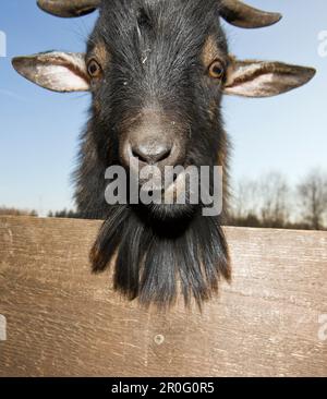 Einheimisches Ziegenporträt, Capra hircus, Deutschland, Bayern Stockfoto