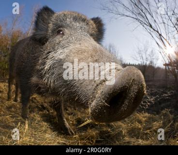 Wildschwein, Sus scrofa, Deutschland, Bayern Stockfoto