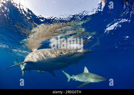 Galapagos-Haie, Carcharhinus galapagensis, Oahu, Pazifik, Hawaii, USA Stockfoto