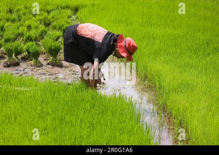 Balinesische Frau arbeitet an einem Reisfeld, Bali, Indonesien Stockfoto