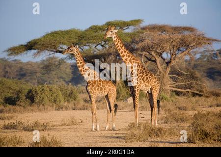 Zwei Giraffen vor Regenschirm Dorn Akazie im Amboseli Nationalpark, Kenia, Afrika Stockfoto
