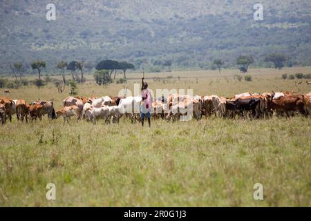 Junge Massai Mann mit Vieh hüten in der Masai Mara Nationalpark, Kenia, Afrika Stockfoto