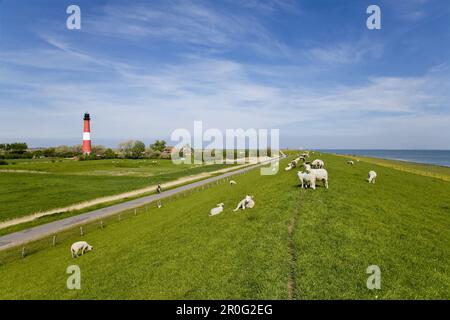 Schafe auf einem Deich, Leuchtturm im Hintergrund, Pellworm-Insel, Schleswig-Holstein, Deutschland Stockfoto