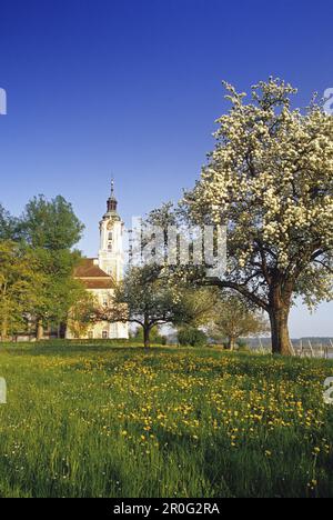 Blühende Birne vor der Wallfahrtskirche der Abtei Birnau, Bodensee, Baden-Wurttember, Deutschland Stockfoto