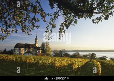 Äste eines Apfelbaums, ein Weinberg und die Wallfahrtskirche der Abtei Birnau im Licht der Abendsonne, Bodensee, Baden-Württemberg, Ge Stockfoto