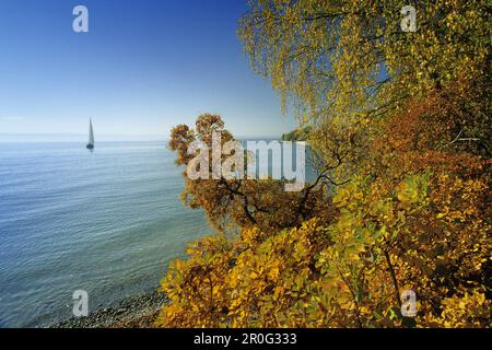 Herbstlandschaft am Bodensee, in der Nähe von Hagnau, Baden-Württemberg, Deutschland Stockfoto