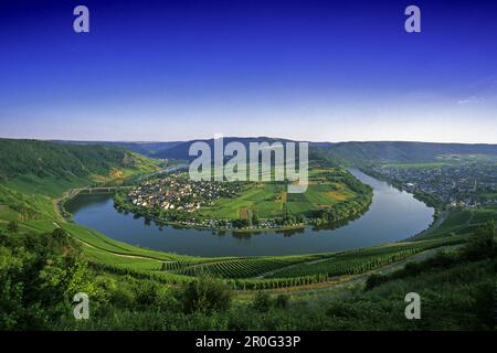 Weinberge in der Nähe von Mäander der Mosel, Kroev, Rheinland-Pfalz, Deutschland Stockfoto