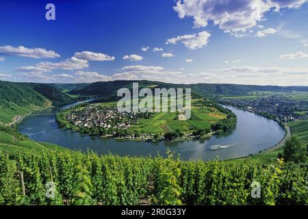 Weinberge in der Nähe von Mäander der Mosel, Kroev, Rheinland-Pfalz, Deutschland Stockfoto