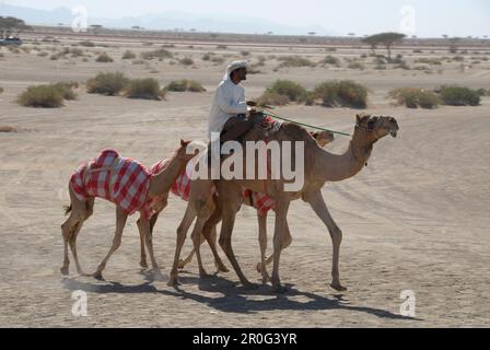 Dromedare und ein Einheimischer, Al Ain, Vereinigte Arabische Emirate Stockfoto