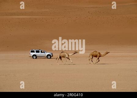 Ein Geländefahrzeug und zwei Dromedare im Sand der Wüste, Wahiba Sands, Oman, Asien Stockfoto