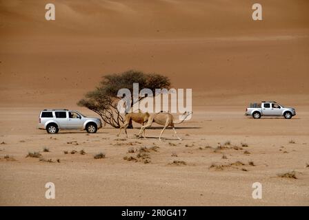 Geländefahrzeuge und Dromedare im Sand der Wüste, Wahiba Sands, Oman, Asien Stockfoto