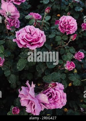 Wunderschöne rosa Rosen nach dem Regen, dunkles Foto, natürlicher Hintergrund Stockfoto