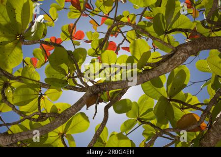 Baum am Bikini Beach, Marshall Inseln, Bikini Atoll, Mikronesien, Pazifik Stockfoto