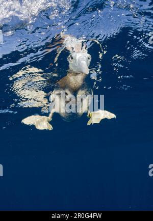 Young Brown Booby, Sula, leucogaster, Marshallinseln, Bikini Atoll, Mikronesien, Pazifik Stockfoto