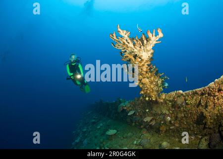 Taucher- und Feuerkorallen am Bottom-Up-Schlachtschiff Wreck HIJMS Nagato, Marshall-Inseln, Bikini-Atoll, Mikronesien, Pazifik Stockfoto