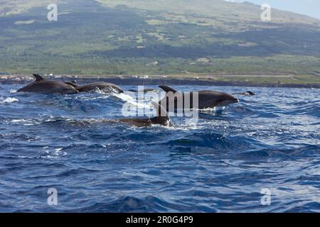 Große Tümmler, Tursiops truncatus, Azoren, Atlantischer Ozean, Portugal Stockfoto