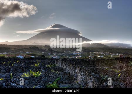 Pico Island Weinberge, Unesco-Weltkulturerbe, Pico Island, Azoren, Portugal Stockfoto