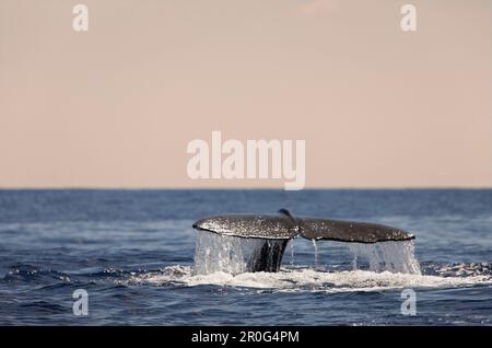 Samenwale, Physeter Catodon, Azoren, Atlantischer Ozean, Portugal Stockfoto