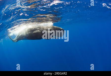 Junge Pottwale, Physeter Katodon, Azoren, Atlantik, Portugal Stockfoto