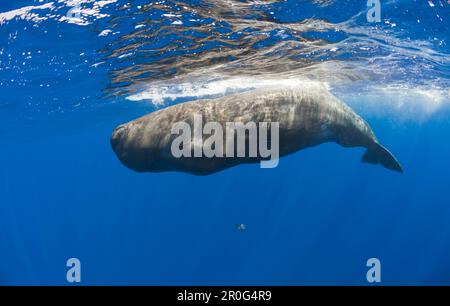 Junge Pottwale, Physeter Katodon, Azoren, Atlantik, Portugal Stockfoto