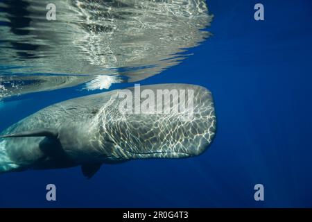 Sperm Whale, Physeter catodon Azoren, Atlantik, Portugal Stockfoto
