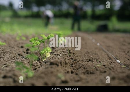 Petersilie-Sämlinge, biologischen Dynamik (Bio-dynamischen) Landwirtschaft, Demeter, Niedersachsen, Deutschland Stockfoto