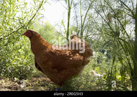 Huhn, Bäckereien, biologisch dynamische (bio-dynamische) Landwirtschaft, Demeter, Niedersachsen, Deutschland Stockfoto