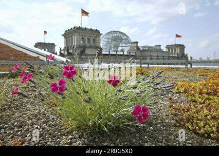 Reichstagskuppel, rosa auf einem Dach im Vordergrund, Berlin, Deutschland Stockfoto