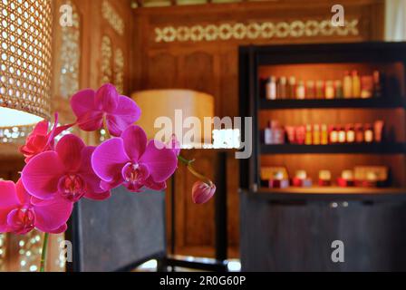 Orchidee im Spa im Bulgari Resort, Bukit Badung, Südbali, Indonesien, Asien Stockfoto