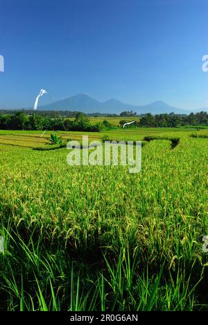 Reisfelder unter blauem Himmel, Blick auf den Vulkan Gunung Batukau, Zentralbali, Indonesien, Asien Stockfoto