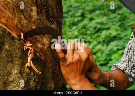Ein Mann, der mit einem Messer an einem Gummibaum arbeitet. Westbali, Indonesien, Asien Stockfoto