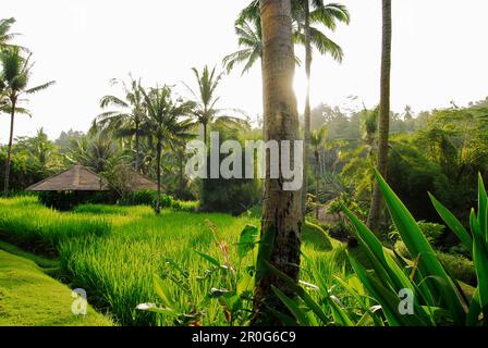 Bungalows des Four Seasons Hotels unter Palmen im Sonnenlicht, Sayan, Ubud, Bali, Indonesien, Asien Stockfoto