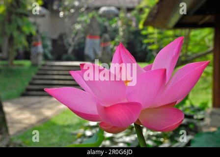 Rosafarbene Lotusblume im Garten des Amandari Resort, Yeh Agung, Bali, Indonesien, Asien Stockfoto
