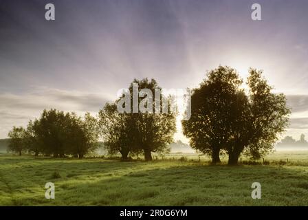 Bewachsene Weiden im Morgennebel, in der Nähe von Rees, Niederrhein, Nordrhein-Westfalen, Deutschland Stockfoto