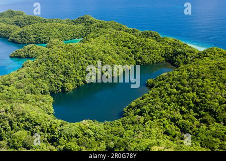 Luftaufnahme von Quallen See von Palau, Mikronesien, Palau Stockfoto