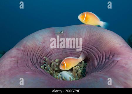 Pink Anemonefish in Magnificent Anemone, Amphiprion perideraion, Heteractis Magnifica, German Channel, Mikronesia, Palau Stockfoto