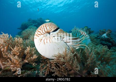 Chambered Nautilus, Nautilus belauensis, Mikronesien, Palau Stockfoto