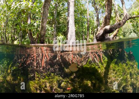 Quallen im Mangrovengebiet, Mastigias papua etpisonii, Jellyfish Lake, Mikronesien, Palau Stockfoto