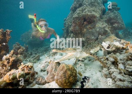 Skin Diver trifft auf Salzwasser Krokodil, Crocodylus porosus, Mikronesien, Palau Stockfoto