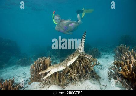 Skin Diver trifft auf Salzwasser Krokodil, Crocodylus porosus, Mikronesien, Palau Stockfoto