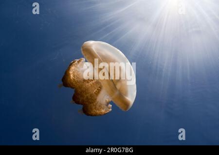 Mastigias Jellyfish im Gegenlicht, Mastigias papua etpisonii, Quallen See, Mikronesien, Palau Stockfoto