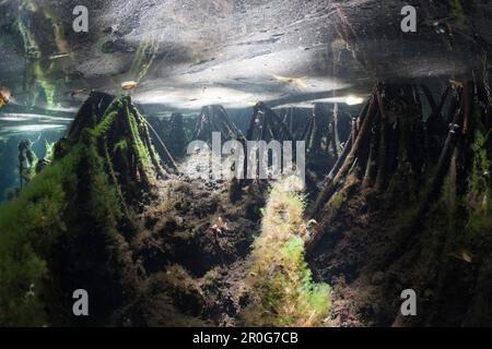 Mangroven Area in Jellyfish Lake, Quallen See, Mikronesien, Palau Stockfoto