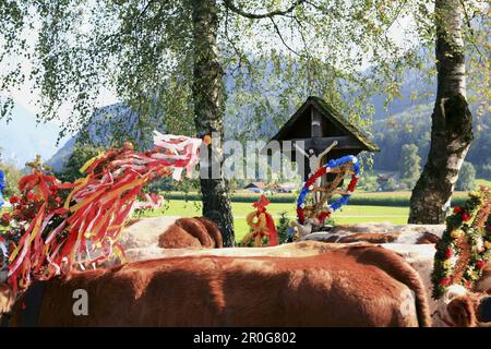 Dekorierte Kühe, die vorbeifahren, Almabtrieb, Viehtrieb von der Bergweide, Brannenburg, Rosenheim-Bezirk, Bayern, Deutschland Stockfoto
