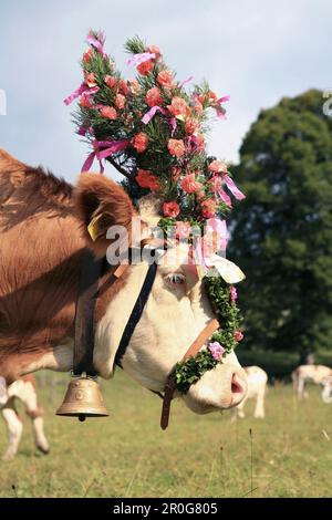 Kuh am Almabtrieb, Almabtrieb vom Berg Weide, Arzmoos, Sudelfeld, Bayern, Deutschland Stockfoto