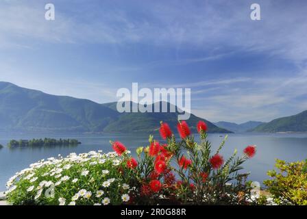 Blumendekoration vor dem Lago Maggiore mit Insel Brissago im Hintergrund, Isole di Brissago, Ronco sopra Ascona, Lago Maggiore Stockfoto