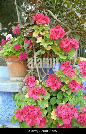 Geranien, Blumen, Castellabate, Cilento, Italien Stockfoto