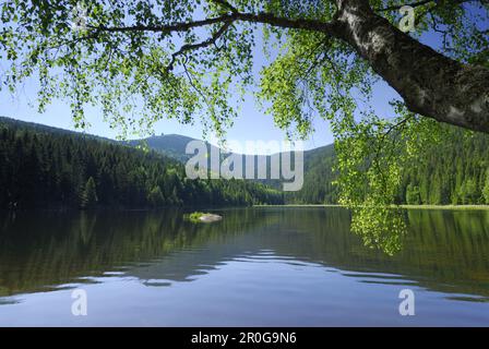 Kleiner Arber See, großer Arber im Hintergrund, Nationalpark Bayerischer Wald, untere Bayern, Bayern, Deutschland Stockfoto