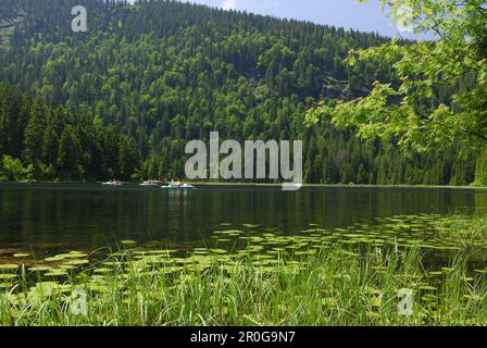 Tretboote am großen Arber See, Nationalpark Bayerischer Wald, untere Bayern, Bayern, Deutschland Stockfoto
