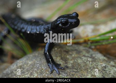 Alpensalamander (Salamandra Atra), Stubai, Stubaier Alpen, Tirol, Österreich Stockfoto