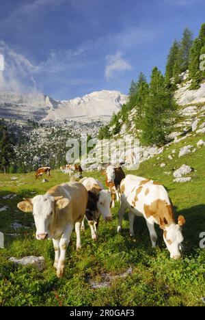 Rinder, die auf Alpenweiden weiden, La Varella, Naturpark Fanes-Sennes-Prags, Dolomiten, Trentino-Südtirol, Italien Stockfoto